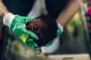 man holding rich compost soil while wearing gloves