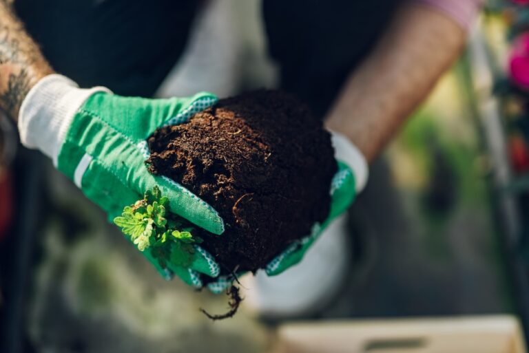 man holding rich compost soil while wearing gloves