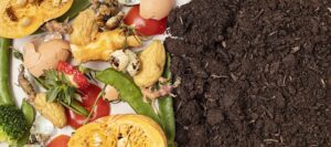 compost fruit and vegetables on left side and rich composted soil on the right