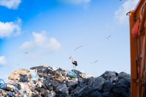 bird standing on top of a big pile of garbage at the landfill