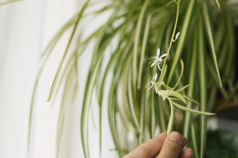 spider plant up close with a blooming flower and root