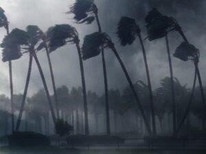 wind blowing palm trees during hurricane