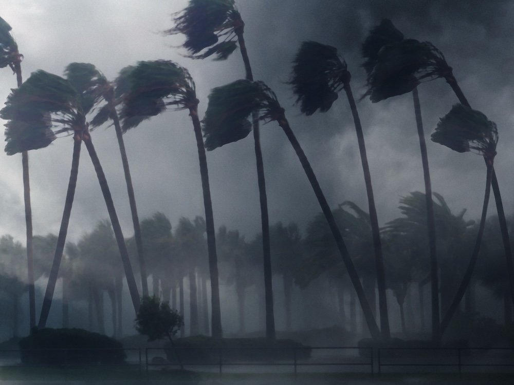 wind blowing palm trees during hurricane