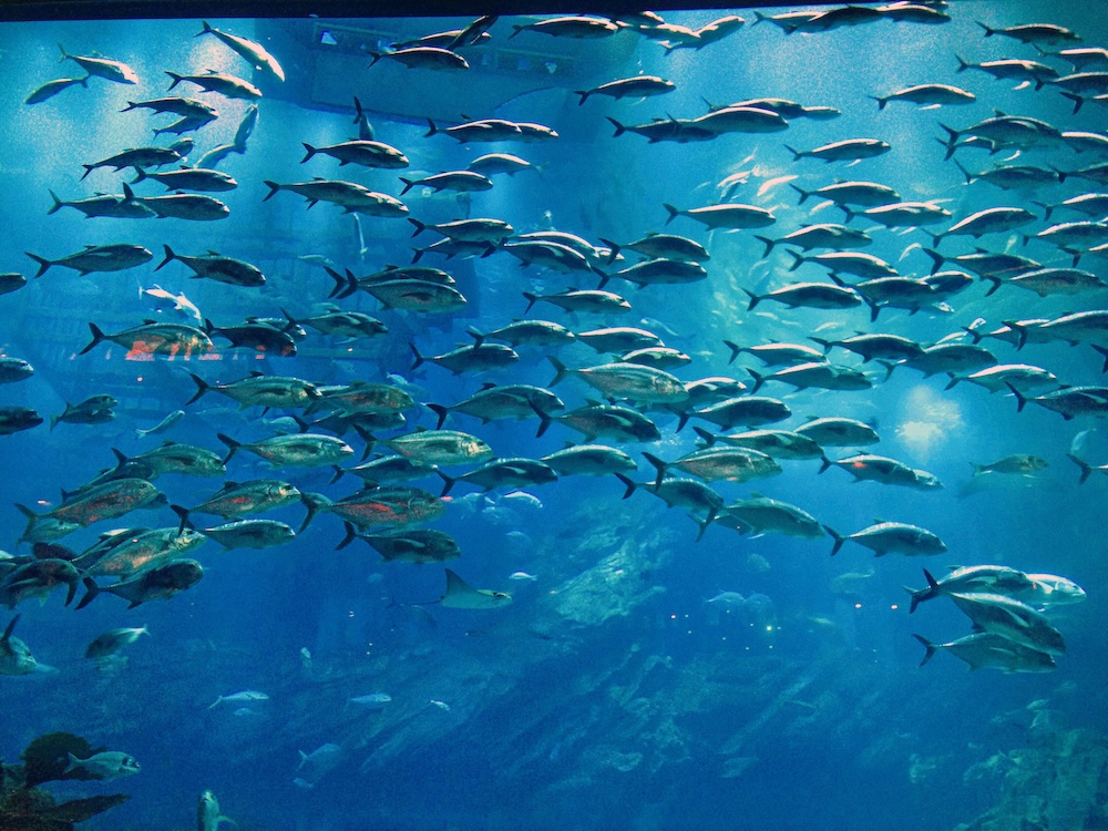 fish swimming in a school under water in the ocean