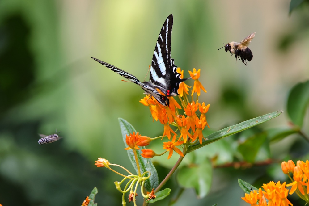 butterfly and bee pollinators on a plant