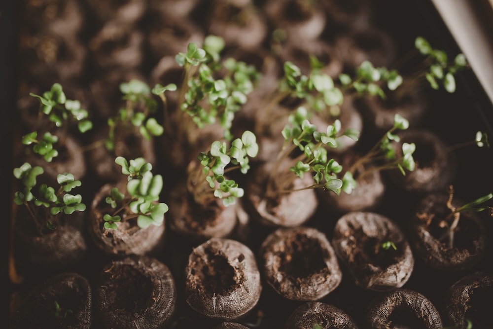 spring planting regenerating and restoring