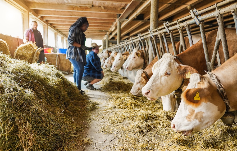 people managing a cow farm together
