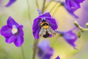 bumble bee on a flower