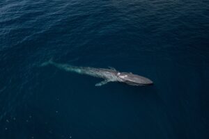 blue whale close to the ocean surface