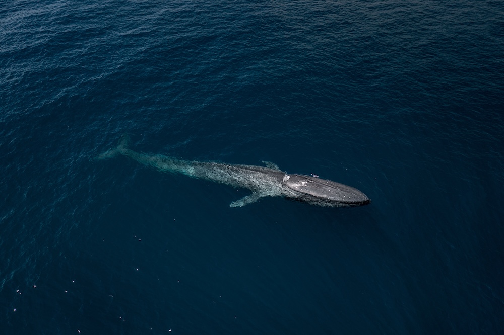 blue whale close to the ocean surface