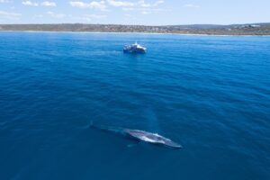 blue whale in ocean with a boat in the distance
