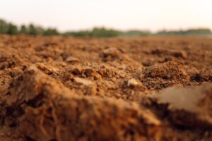 soil up close in a field