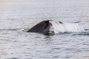 whale tail in the ocean