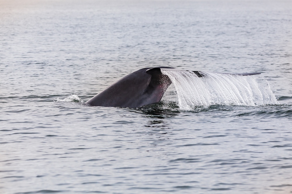 whale tail in the ocean
