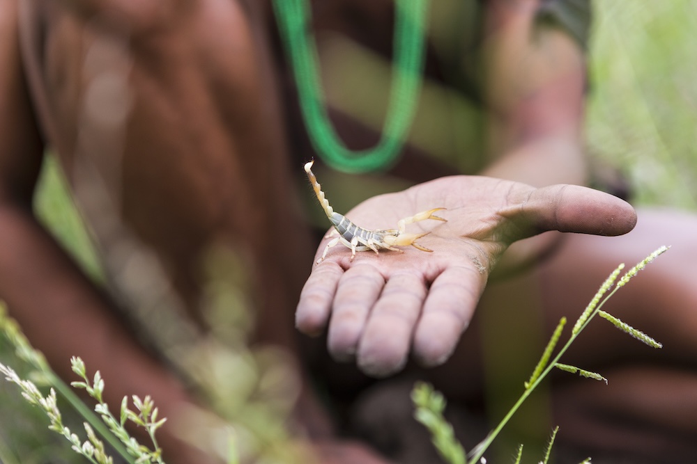 indigenous bushman holding a scorpion