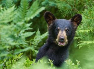 young black bear peaking out of the forest