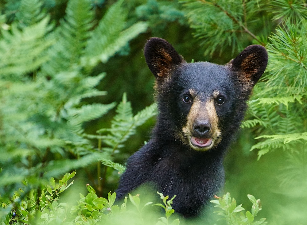 young black bear peaking out of the forest