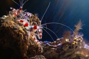 coral shrimp that resemble krill in the ocean