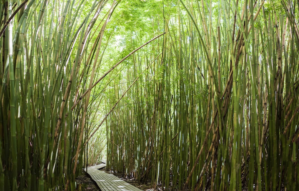 A path through a bamboo forest