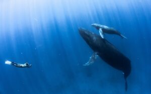Whales swimming in the deep with a scuba diver