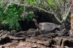 giant island tortoise in natural habitat