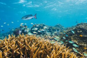 coral reef in the great barrier reef