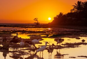 sunrise over water and palms and birds