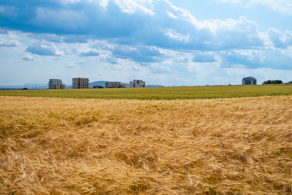 golden wheat field with a blue sky