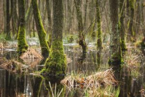 trees and plants in wetland swamp