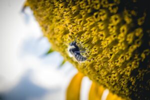 Bee up close pollinating a flower
