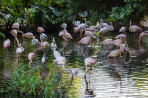 pink flamingos standing in water in a pond