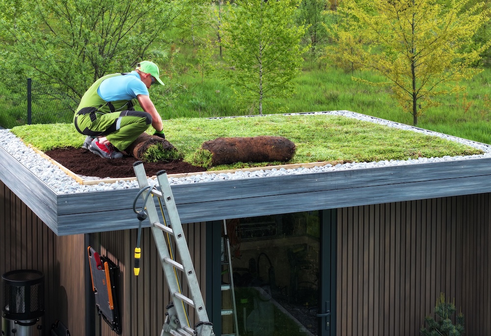 gardener rolling out sod on a roof