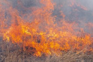 raging fire with huge flame burning
