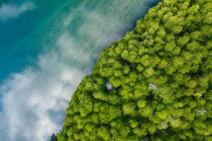 green mangroves bordering coastline