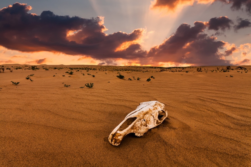 dried up animal skull in the desert sand