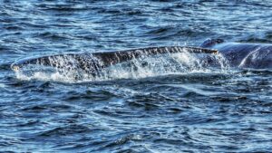 whale tail swimming in the ocean