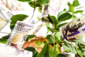 dollar bills rolled on branches of a plant