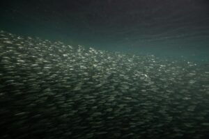 dark underwater scene of school of fish