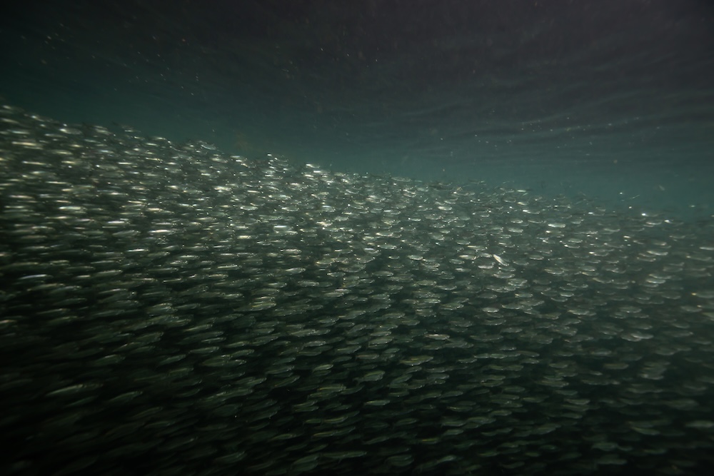 dark underwater scene of school of fish