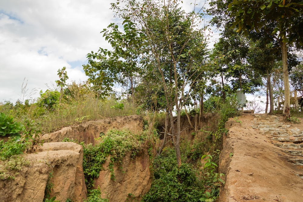 land split with trees growing around and inside
