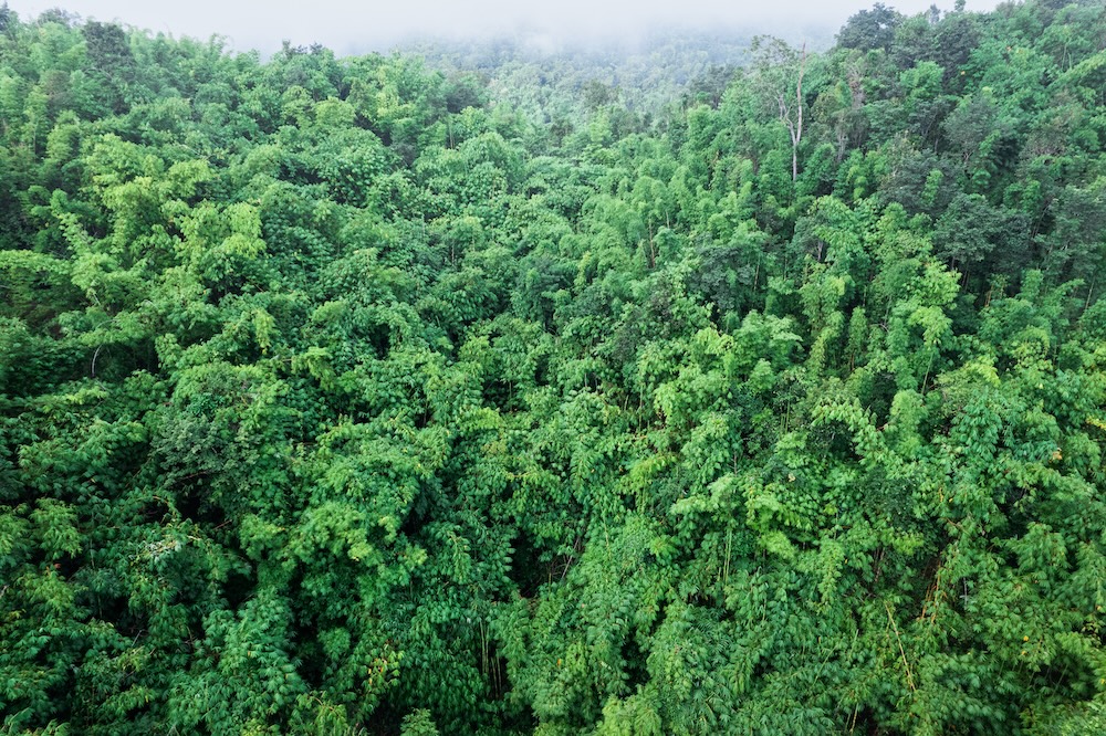 Green foliage of trees in tropical forest