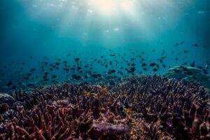 Coral reef with fish swimming in deep ocean water