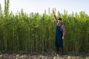 Farmer standing by his hemp stalks