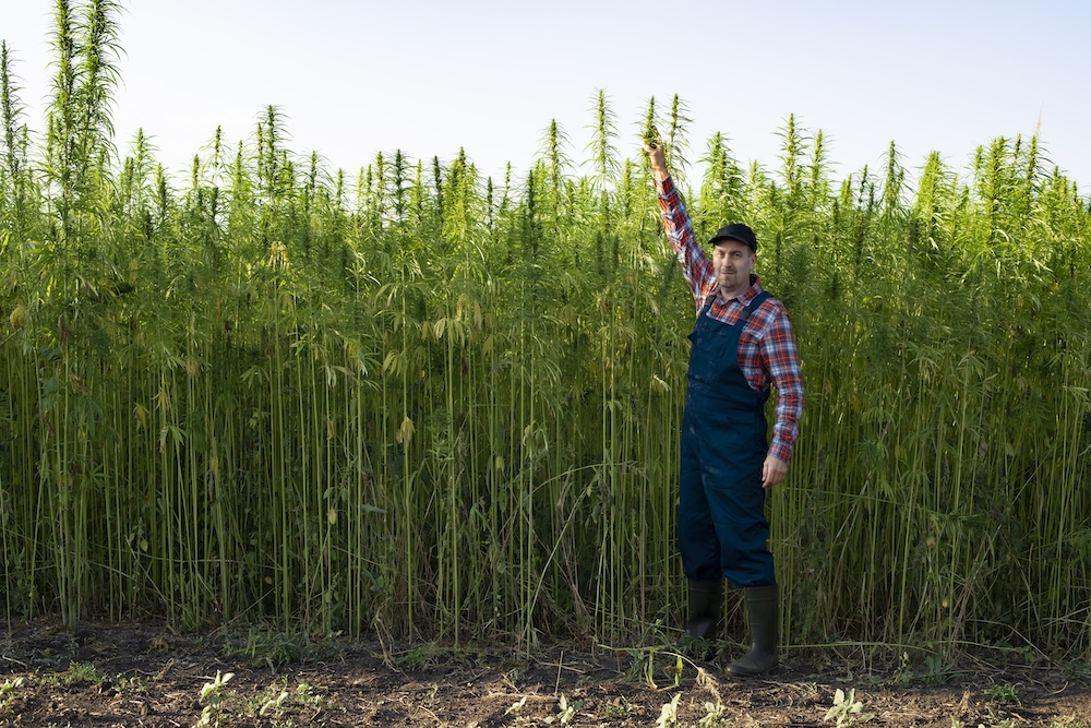 Farmer standing by his hemp stalks
