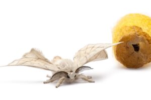 Silkmoth next to its own cocoon