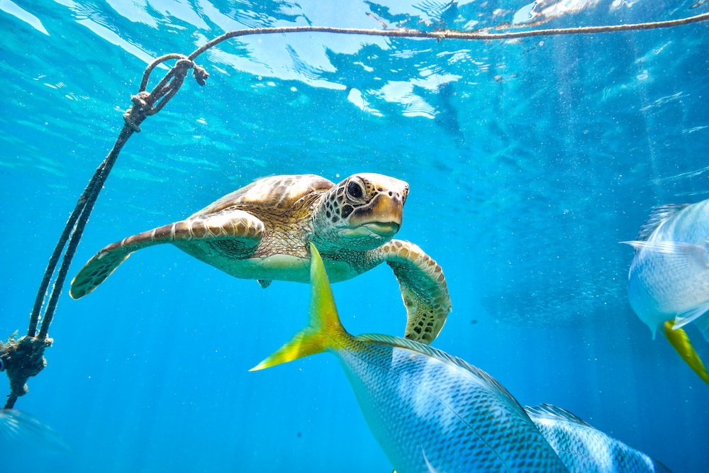 Turtle swimming with fish and fishing lines