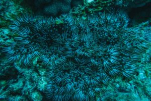 Coral reef ecosystems in the deep sea