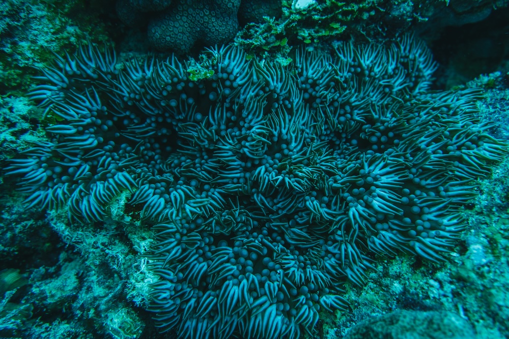Coral reef ecosystems in the deep sea
