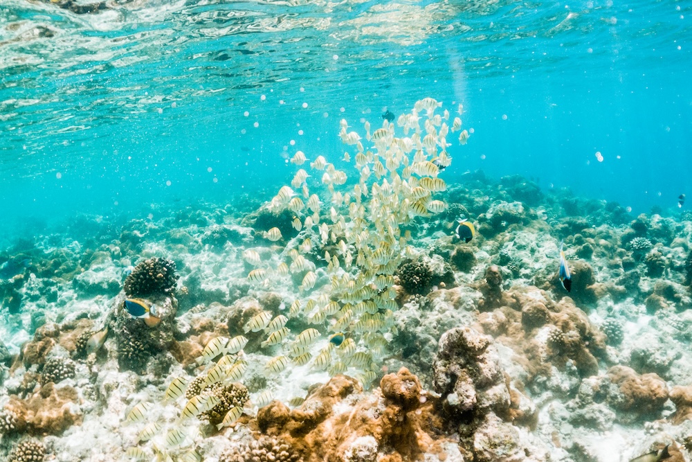 Coral reefs under water with muted colors