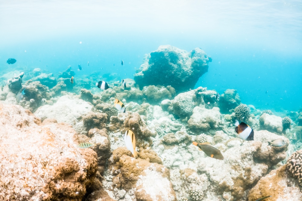 Bleached coral reef and tropical fish underwater